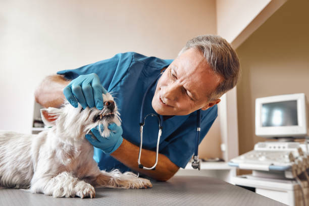 Best Urgent Dental Care in Middleburg, FL